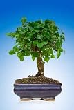 Bonsai Tree - 72