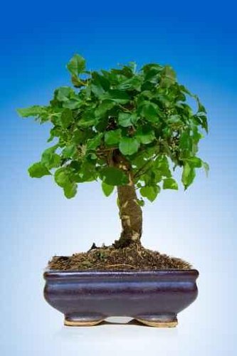 Bonsai Tree - 72