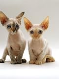 Domestic Cat, Two Tortoiseshell Devon Si-Rex Kittens Photographic Poster Print by Jane Burton, 12x16