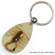 Real Insect Glow-in-the-Dark Key Chain - Scorpion