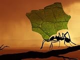 Photo Illustration of Leaf-Cutter Ant (Atta Species) Photographic Poster Print by David M. Dennis, 32x24
