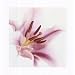 (16x16) Oriental Lily Flower floral photo art POSTER beautiful