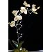 Fortune FFL-20W Fantasia Fairy 20 LED Light, 40" Length, White