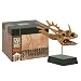 Styracosaurus Dinosaur Skull Fossil Model