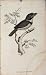 Antique Print Engraving Copper Bird Art Collared Barbet