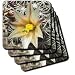 Nipple Cactus flower.(Mammillaria dioica).Anza-Borrego Desert State Park, California - Set Of 4 Coasters - Soft