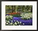 Tulips in Keukenhof Gardens, Amsterdam, Netherlands Framed Art Poster Print by Keren Su, 22x18