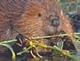 Super Beaver