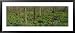Trees among Yellow Flowers in the Forest, Cedar Bog, Urbana, Ohio, USA Framed Art Poster Print by Panoramic Images, 43x19