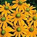 Rudbeckia Hirta - Green Eyes - 5000 Seeds