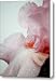 Pink Iris Study 13 Canvas Print / Canvas Art - Artist Teresa Mucha