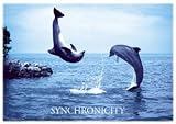 Delfine Dolphins - Syncronicity - Plakat Tier-Poster