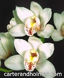 Cymbidium Swan Lake 