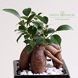 【Green Interior】ガジュマル　スクェア陶器ポット(ブラック)