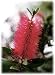 Lemon Bottlebrush Tree 15 Seeds -Callistemon- Tropical