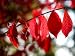Autumn Red Leaves and Berries on a Burning Bush, Silver Spring, Maryland Photographic Poster Print by Stephen St. John, 12x16