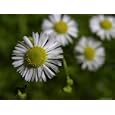 Daisy Fleabane, a Wildflower of the Blue Ridge Mountains Photographic Poster Print by White & Petteway, 16x12