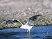 Mew Gull Flying, Alaska, USA Photographic Poster Print