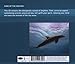 Songs of the Dolphins