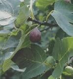 Brown Turkey Fig Fruit Tree Ficus carica NO SHIPPING TO CA, AZ, AK, HI, OR or WA PER YOUR STATE LAWS