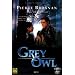 Grey Owl