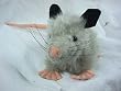 Opossum Plush, 12 Inches (Othelia Stuffed Possum)