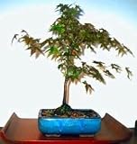 Chinese Maple Bonsai 10 Seeds Acer truncatum Reviews 41ciHKBqxKL. SL160 Chinese Maple Bonsai 10 Seeds Acer truncatum Reviews