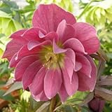 【クリスマスローズ エレガンスパープル】 ポット苗