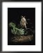 Fright Reflex Propels an Alarmed Armadillo Into the Air, Archbold Biological Station, Florida Framed Art Poster Print by Bianca Lavies, 18x22