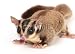 Wallmonkeys Peel and Stick Wall Decals - Sugar Glider - Removable Graphic