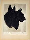 BRIER BRISTLE ETCHING DOG BLACK WHITE ANTIQUE PRINT ART