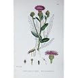 BOTANY PLANTS c1902 BLACK KNAPWEED CENTAUREA NIGRA