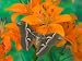 Orange Asiatic Lily and Silk Moth Samia Cynthia, Sammamish, Washington, USA Photograp...