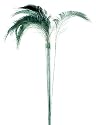 Pack of 12 Regal Peacock Feather Sprays 24" Crafting Decorations