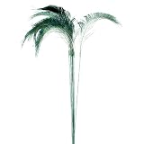 Pack of 12 Regal Peacock Feather Sprays 24" Crafting Decorations