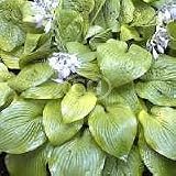 Hosta August Moon {50 Bare Root plants, $4.37 each plant} 41cknBZIh8L. SL160 Hosta August Moon {50 Bare Root plants, $4.37 each plant}