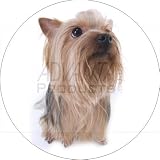 3D YORKSHIRE TERRIER Fridge Magenet
