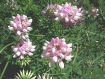 Crown Vetch 8 Plants - Groundcover - Coronilla