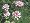 Crown Vetch 8 Plants - Groundcover - Coronilla