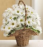 Flowers - Basket Full of Daisies - Large