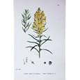 BOTANY PLANTS c1902 YELLOW TOADFLAX LINARIA VULGARIS