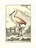 Antique Spoonbill - Art Print Poster 18 x 24