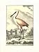 Antique Spoonbill - Art Print Poster 18 x 24
