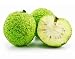 Sliced Osage Oranges (maclura) Isolated on White - 18