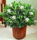 Fragrant Gardenia Floor Plant