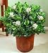 Fragrant Gardenia Floor Plant