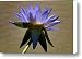 Water Lily Against Royal Water-Platter Canvas Print / Canvas Art - Artist Don Schroder