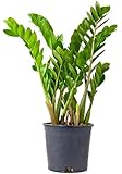 Rare ZZ Plant-Zamioculcas zamiifolia - House Plant - Bonsai - 4" Pot