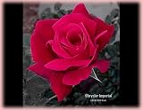 Chrysler Imperial (Rosa Hybrid Tea) - Bare Root Rose