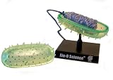 CELL MODEL - BACTERIA